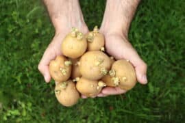 how to plant potatoes with sprouts