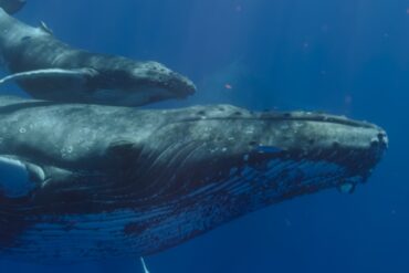 humpback whale