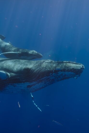 humpback whale