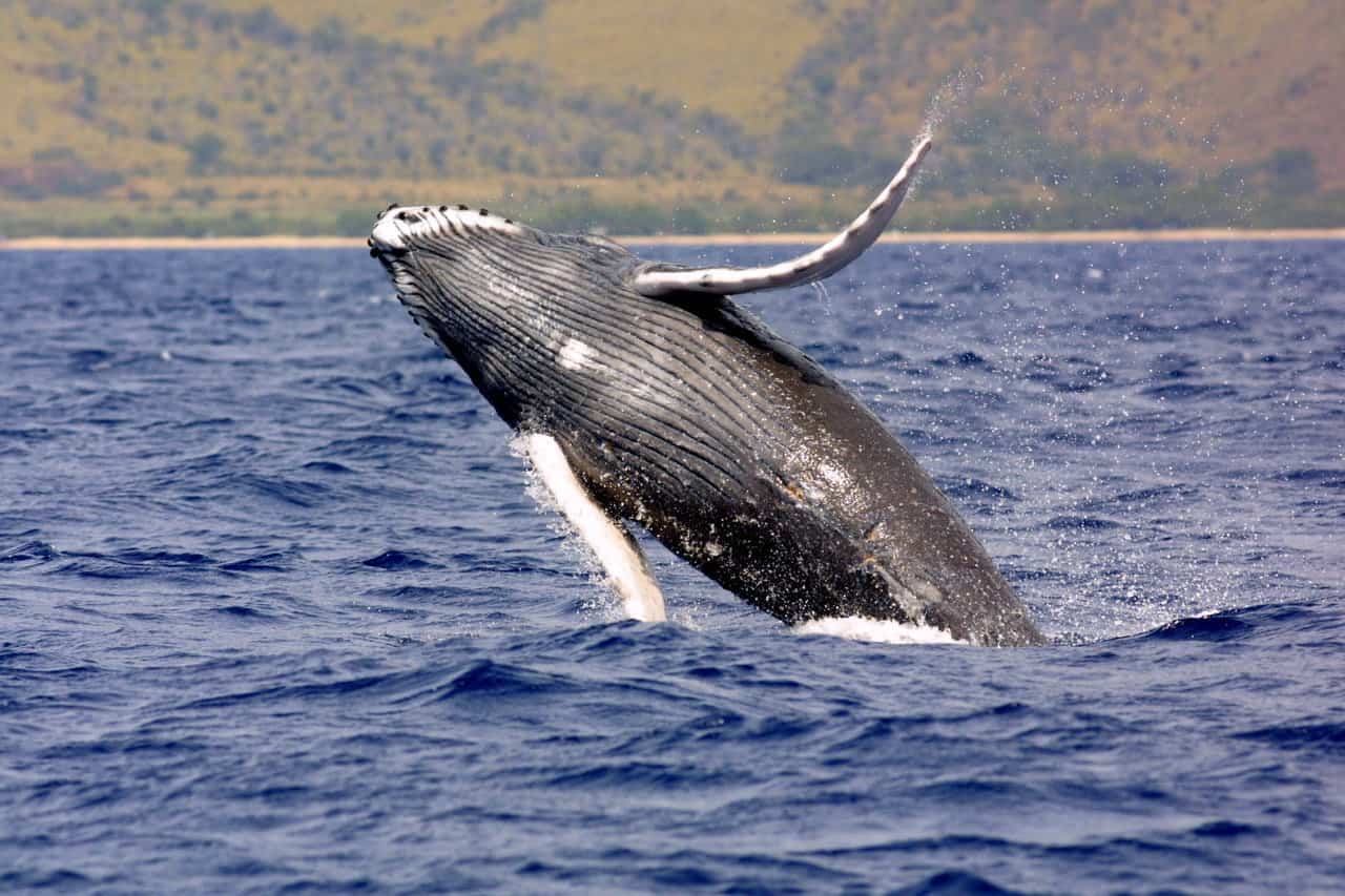 humpback whales