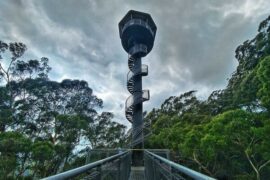 illawarra tree top