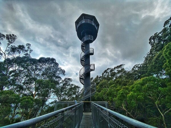 illawarra tree top