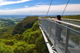 illawarra treetop walk