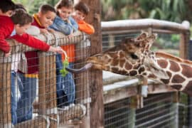 Best Zoos, Animal Farms, and Aquariums in Adelaide