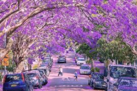 jacaranda street sydney