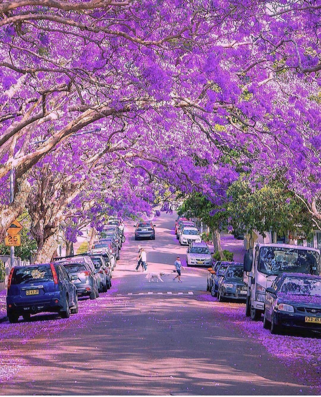 jacaranda street sydney