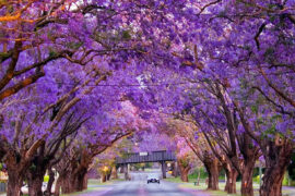 jacaranda sydney