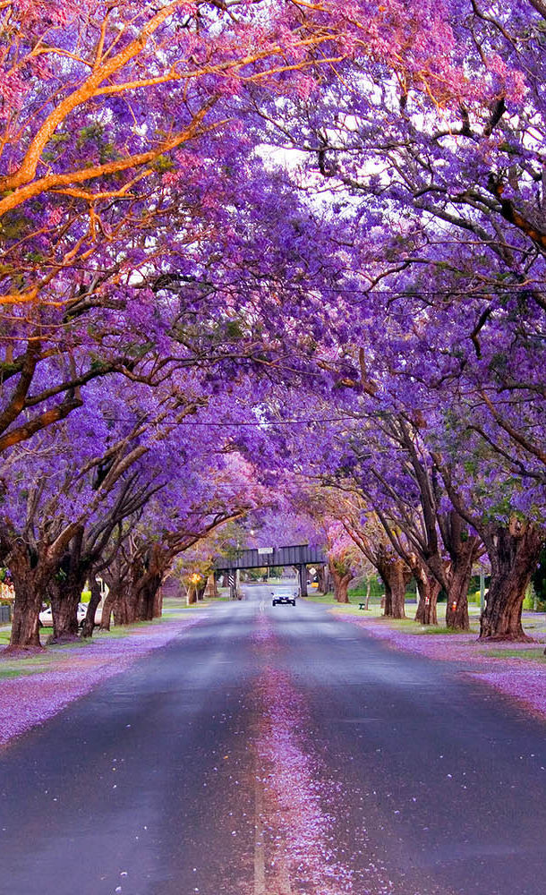 jacaranda sydney