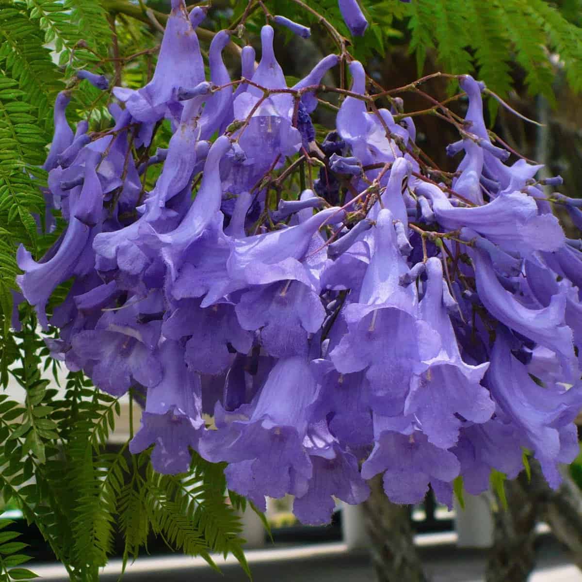 jacarandas tree