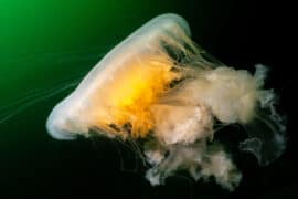 jelly fish egg