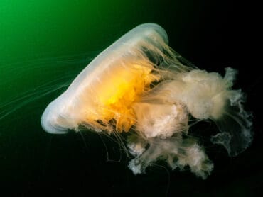 jelly fish egg