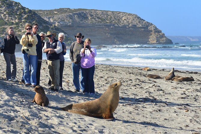 kangaroo island seal bay