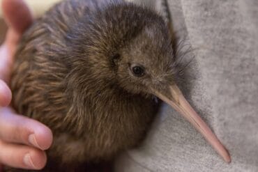 kiwi names