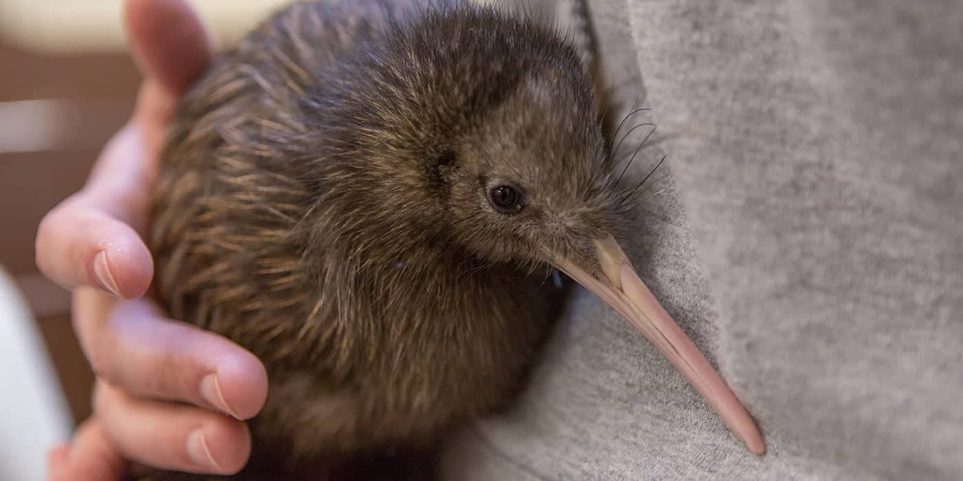 kiwi names