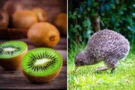 kiwi nz