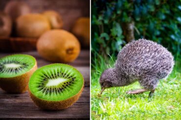 kiwi nz