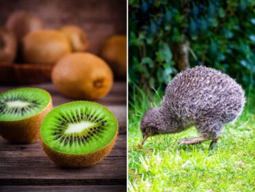 kiwi nz