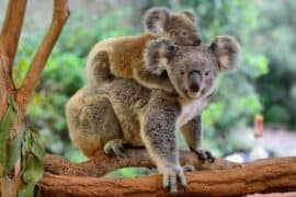 koala bears facts