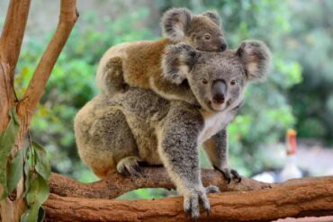 koala bears facts