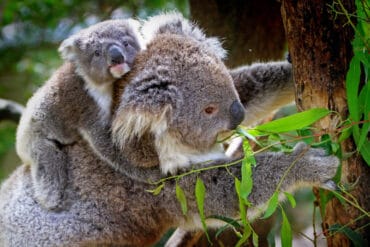 koala fact file