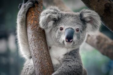 koala marsupial facts