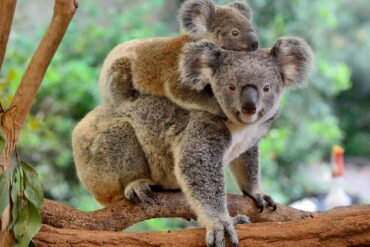 koala sanctuary in brisbane