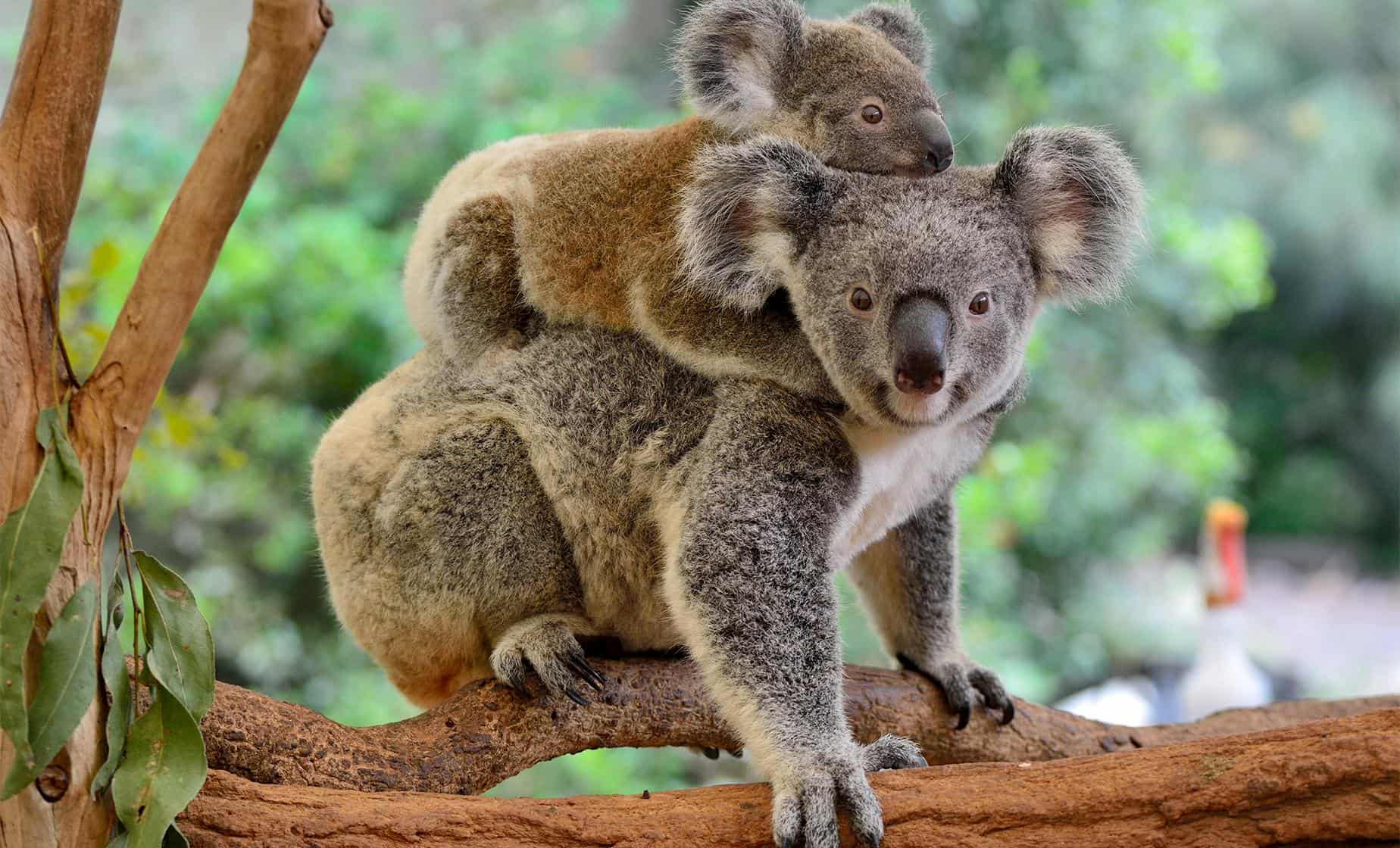 koala sanctuary in brisbane