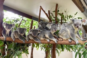 koala sanctuary lone pine