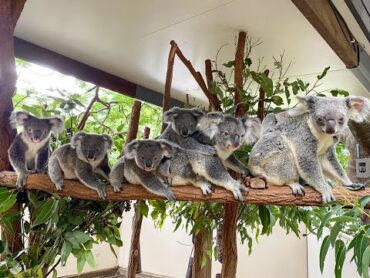 koala sanctuary lone pine