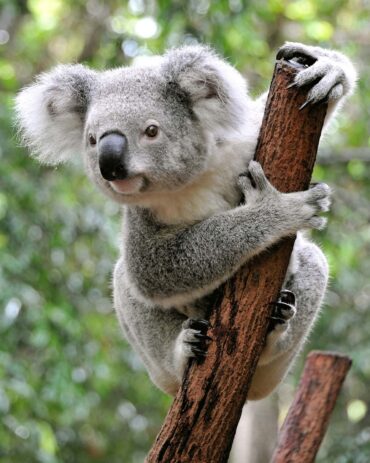 koalas bears facts