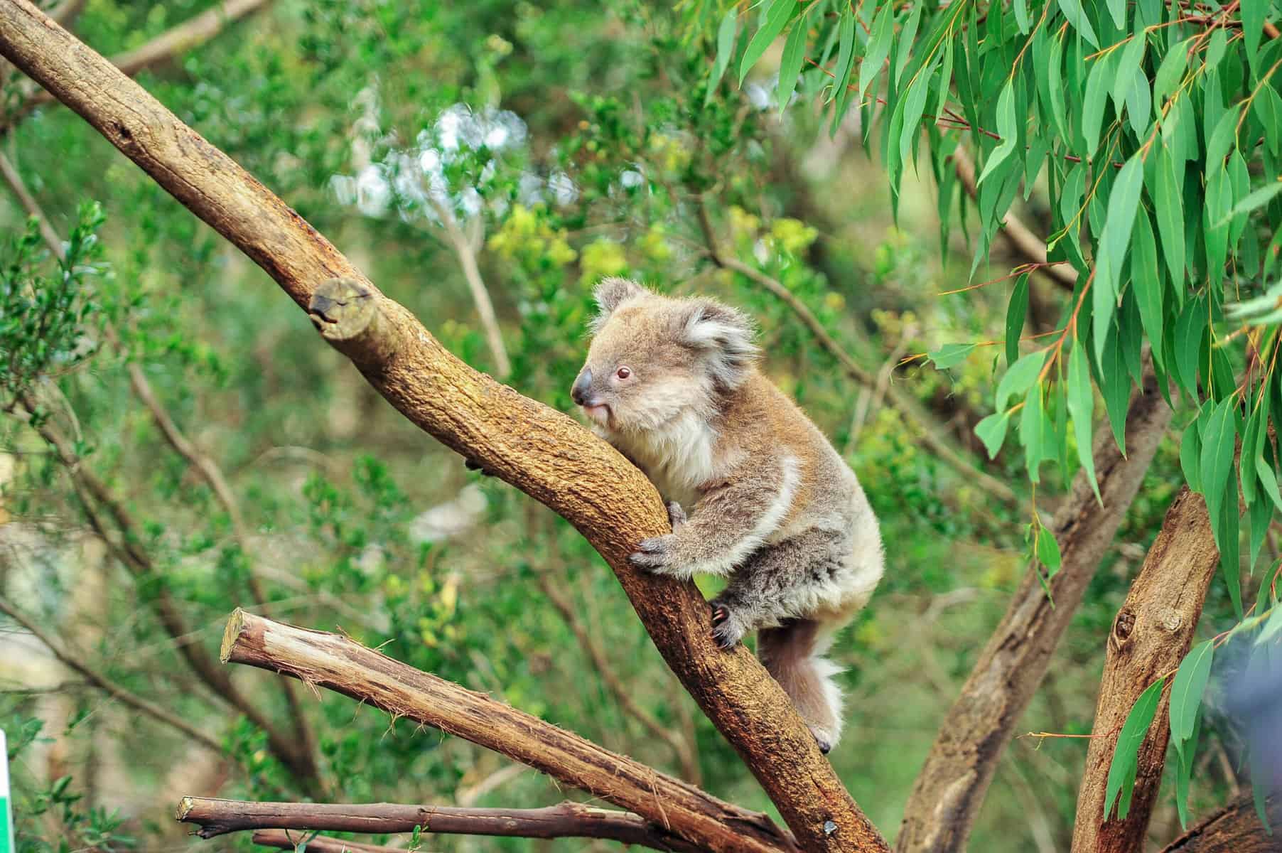 koalas habitat