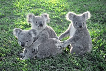 koalas sanctuary