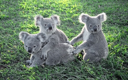 koalas sanctuary