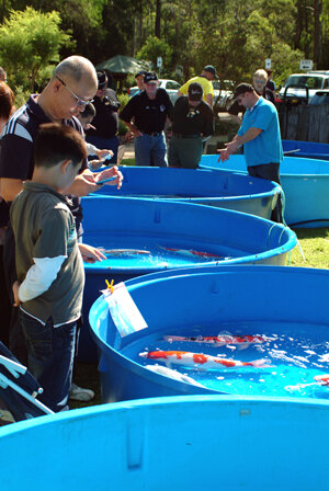 koi auction auburn sydney