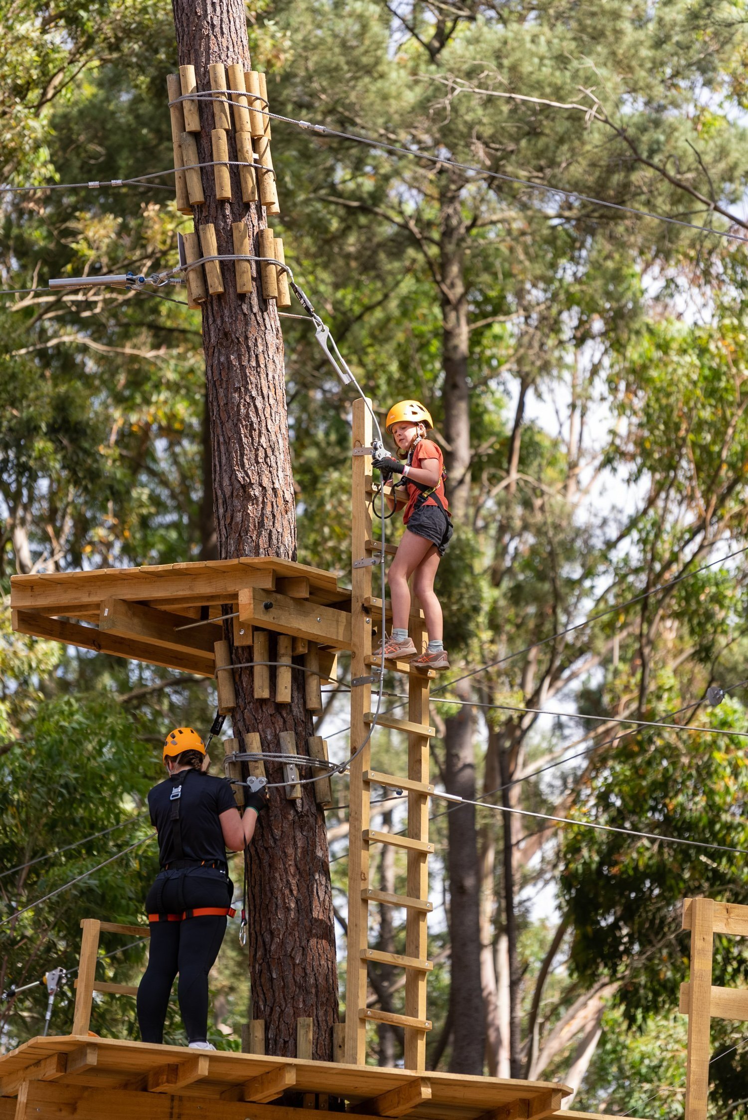 kuitpo forest tree climb