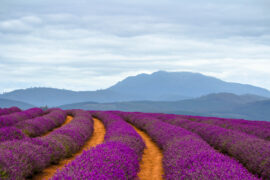 lavender farms nsw sydney