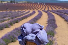 lavender season in australia sydney