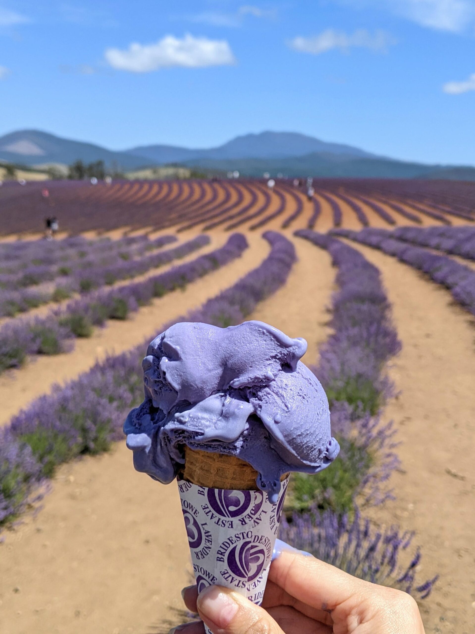 lavender season in australia sydney