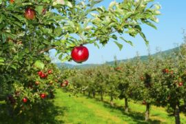 lenswood apple picking