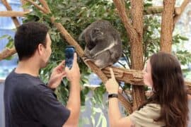 lone pine koala sanctuary