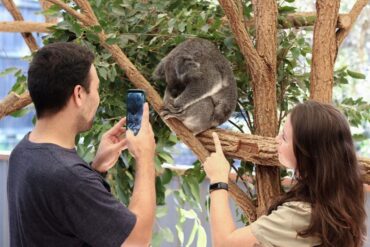 lone pine koala sanctuary