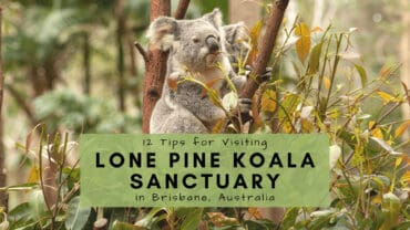 lone pine koala sanctuary australia