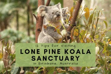 lone pine koala sanctuary australia