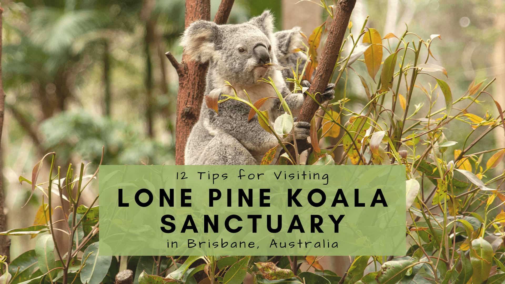 The Ultimate Guide to Lone Pine Koala Sanctuary Australia – Hello Kids Fun