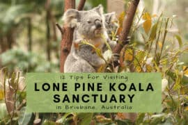 lone pine koala sanctuary location