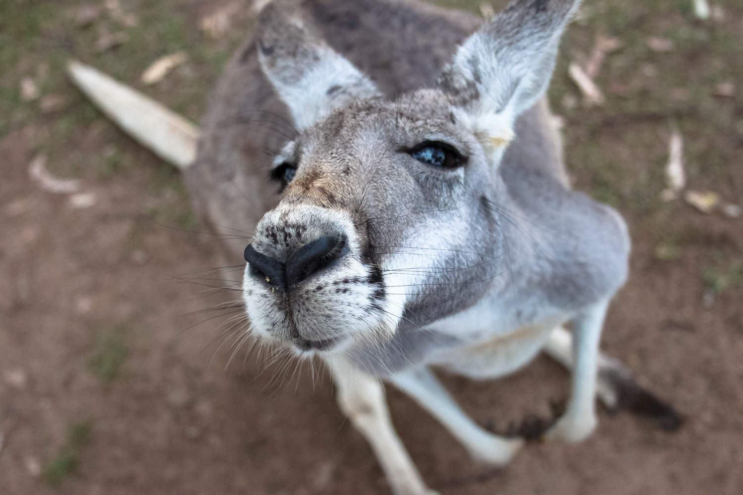 lone pine sanctuary