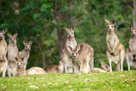 lone pine zoo