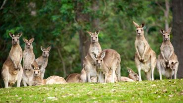 lone pine zoo