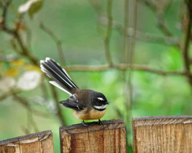 mÄori male names