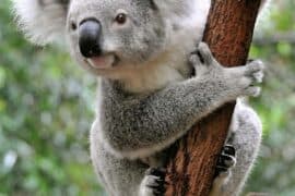 marsupial koala facts